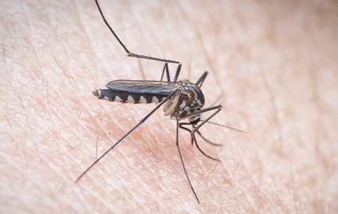 mosquito on skin