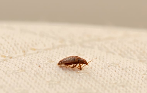 bed bug on white fabric