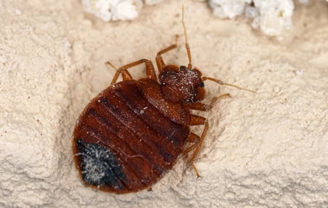 bed bug in sand