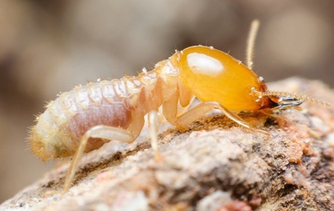 termites