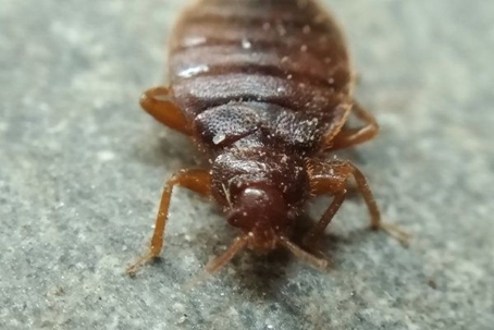 close up of bed bug