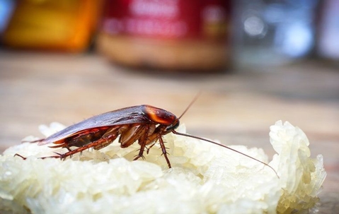 roach on a piece of bread