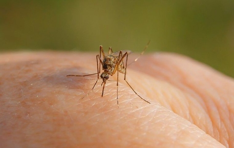 mosquito on skin
