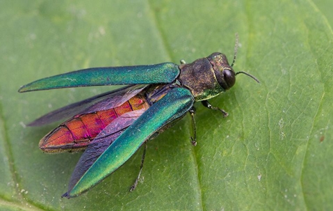 emerald ash borer
