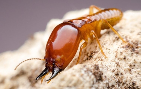 termite
