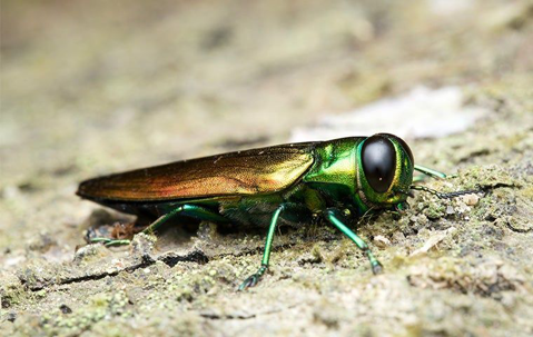 emerald ash borer