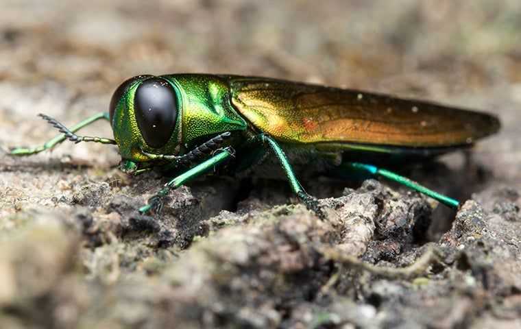 Ash Borers