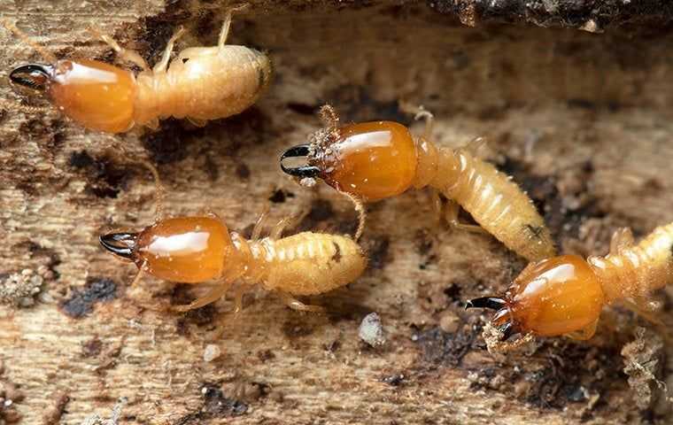 termite