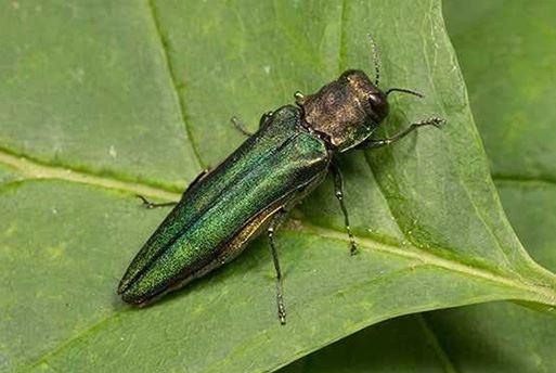 Emerald Ash Borer Control