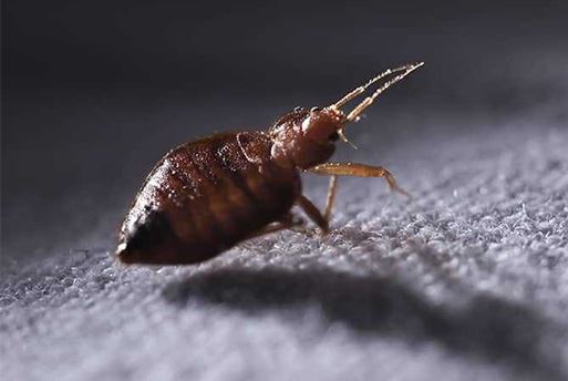 Bed Bug Control
