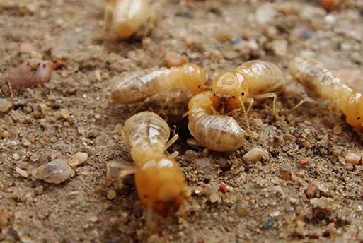 Termite Control